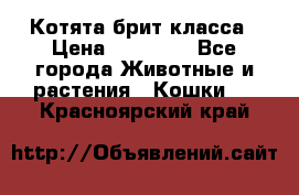 Котята брит класса › Цена ­ 20 000 - Все города Животные и растения » Кошки   . Красноярский край